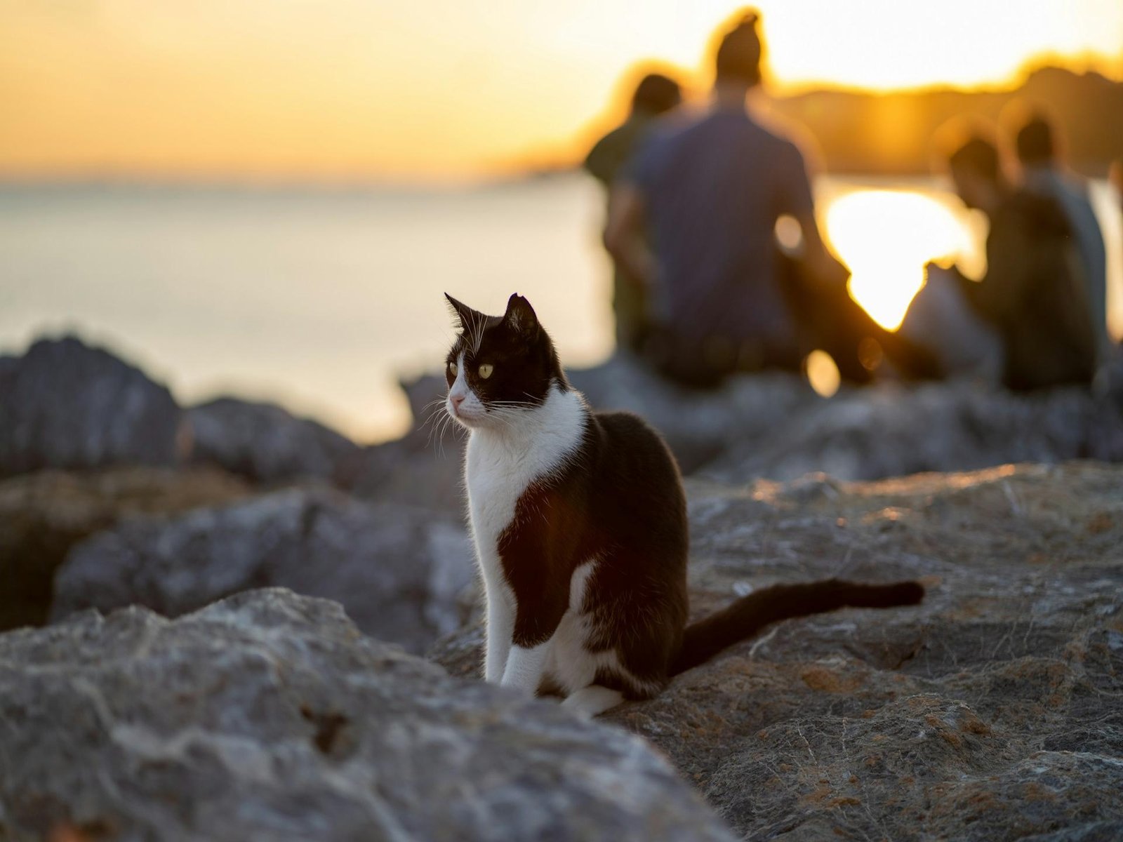 Cats of Istanbul Tour